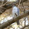 オオタカ ～探鳥散歩～