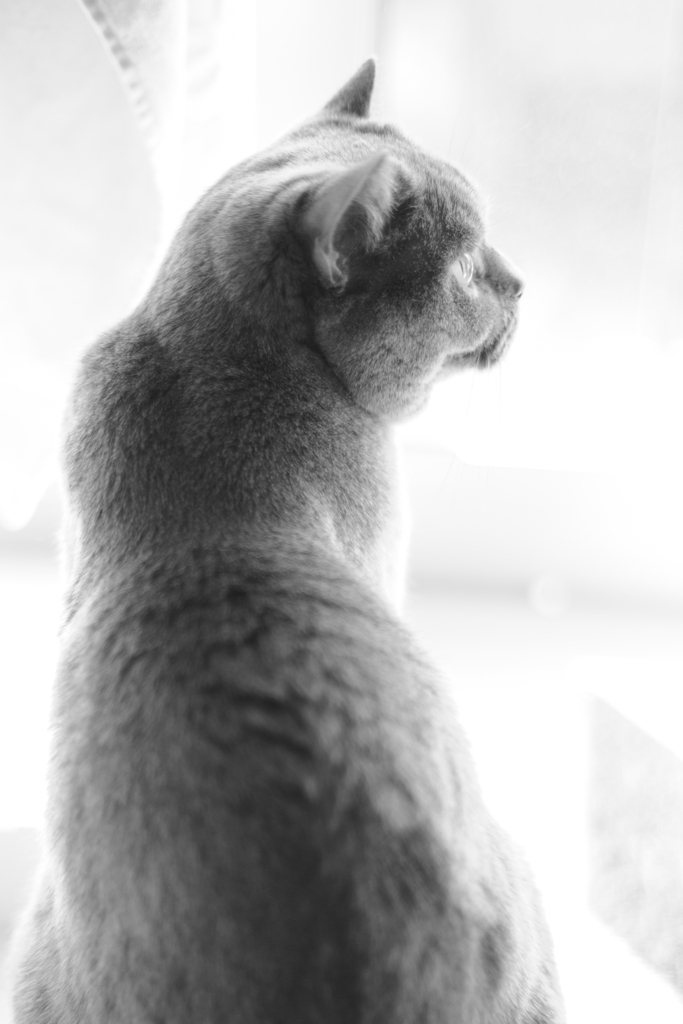 昼下がり～cat2026#1～