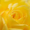 '24 Spring Rose Ⅴ