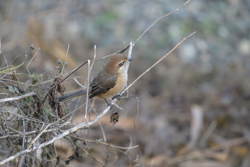 モズ ～探鳥散歩～