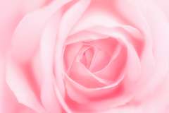 '24 Spring Rose Ⅷ