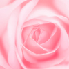 '24 Spring Rose Ⅷ