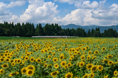 夏旅