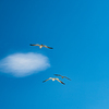 summer blue sky