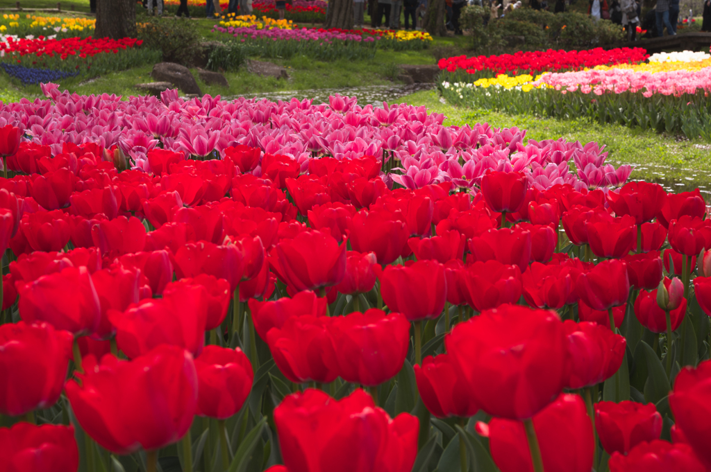 Tulip Garden '24