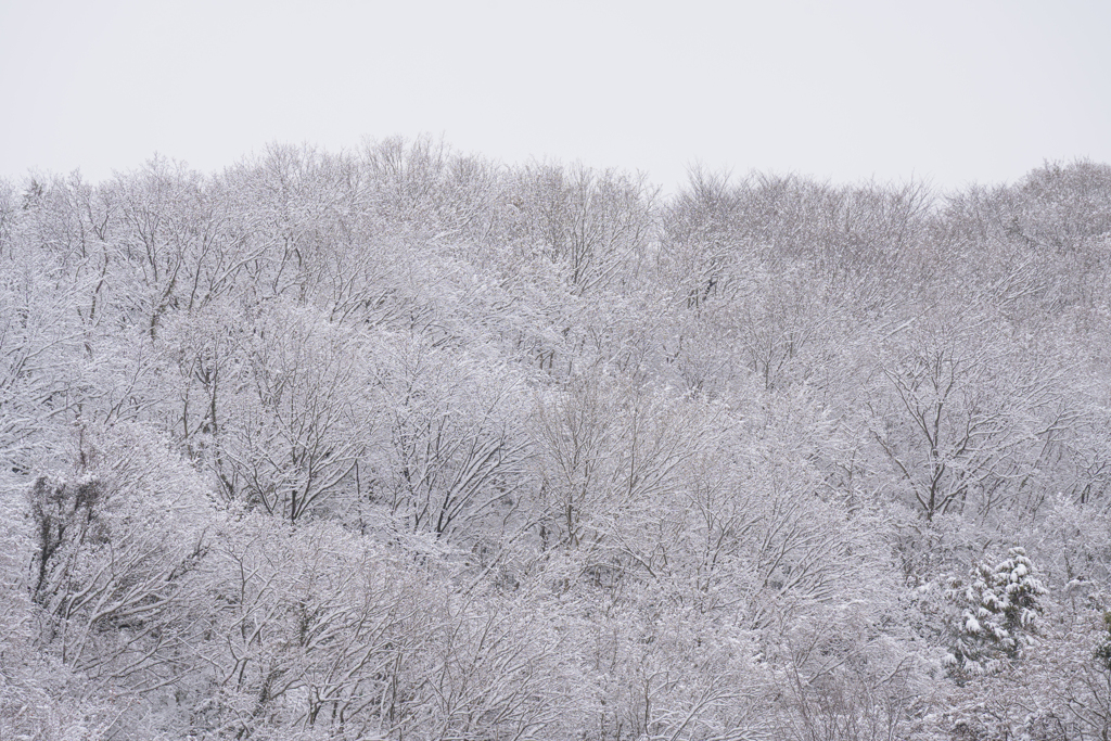 東京、里山、雪化粧
