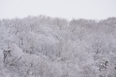 東京、里山、雪化粧