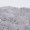 東京、里山、雪化粧