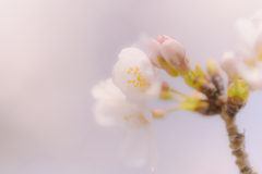 桜色