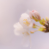 桜色