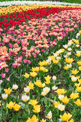 Tulip Garden '24 Ⅱ