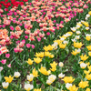 Tulip Garden '24 Ⅱ
