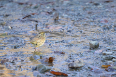 アオジ ～探鳥散歩2026#4～