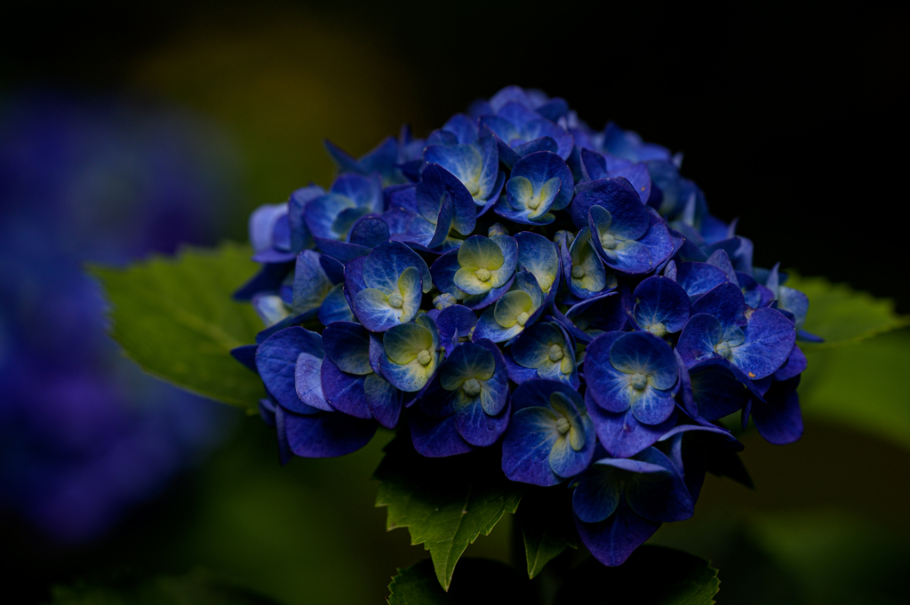 心の洗濯 #6 ～Royal Blue～