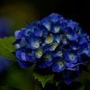 心の洗濯 #6 ～Royal Blue～
