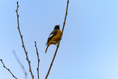 ジョウビタキ～探鳥散歩2026#8～