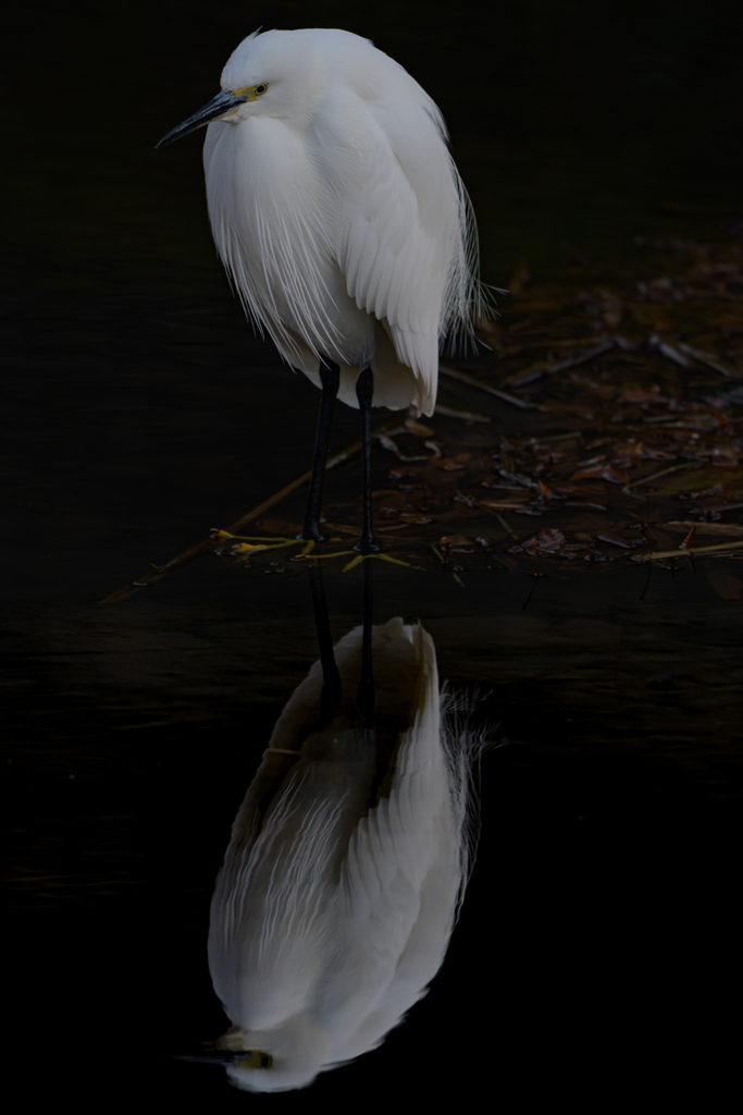 コサギ ～探鳥散歩～