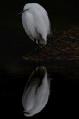 コサギ ～探鳥散歩～