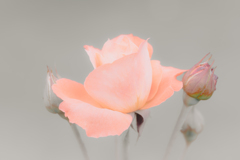 '24 Spring Rose Ⅰ