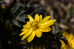 福寿草～花2026#5〜