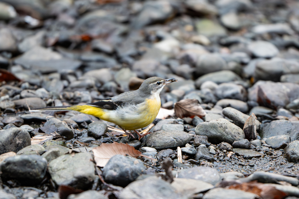 キセキレイ～探鳥散歩2026#10～
