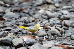 キセキレイ～探鳥散歩2026#10～