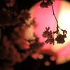 夜桜見物