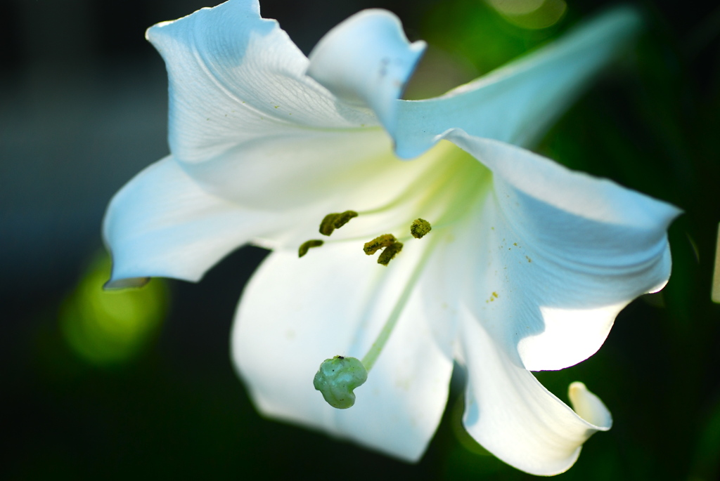 Lilium2