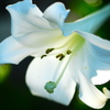 Lilium2