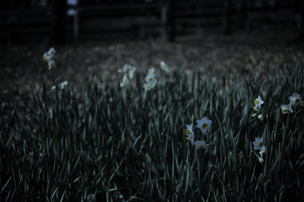 dark