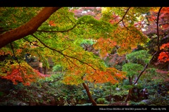 紅葉