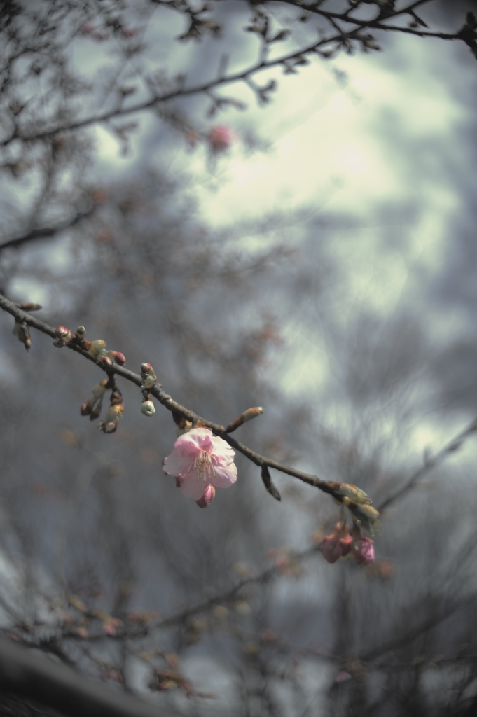 芽吹く 冬の春