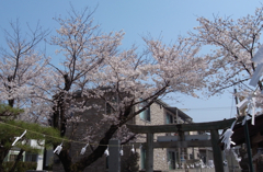 桜