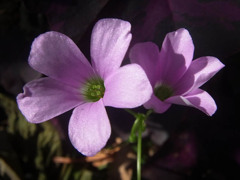 20120729f