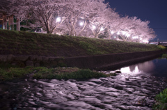 朝倉の桜（四）