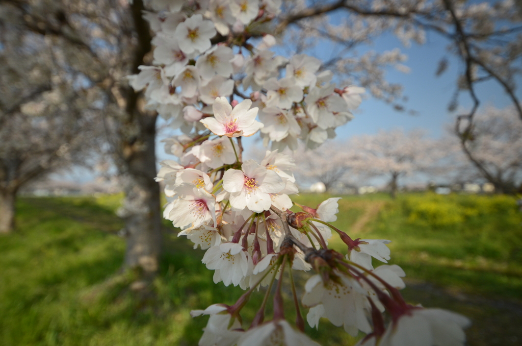 近所の桜