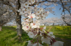 近所の桜