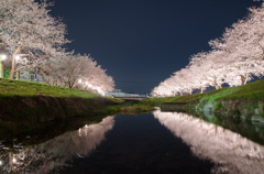 朝倉の桜（二）