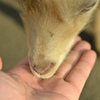 ふれあい