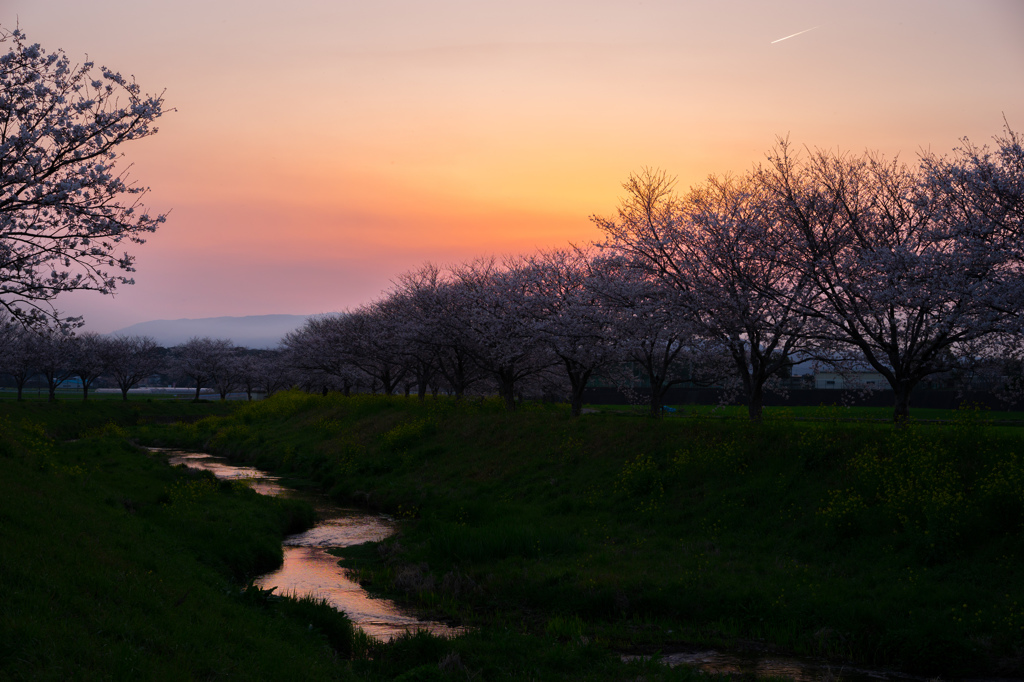 桜と夕景