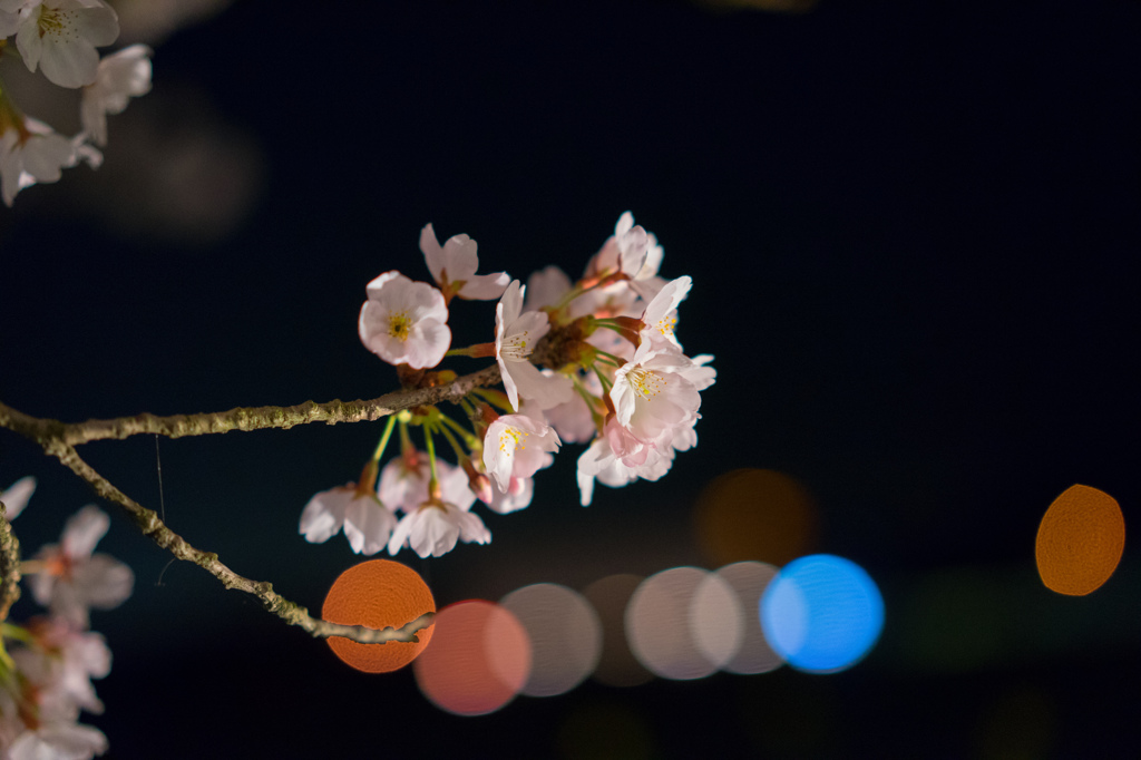 夜桜