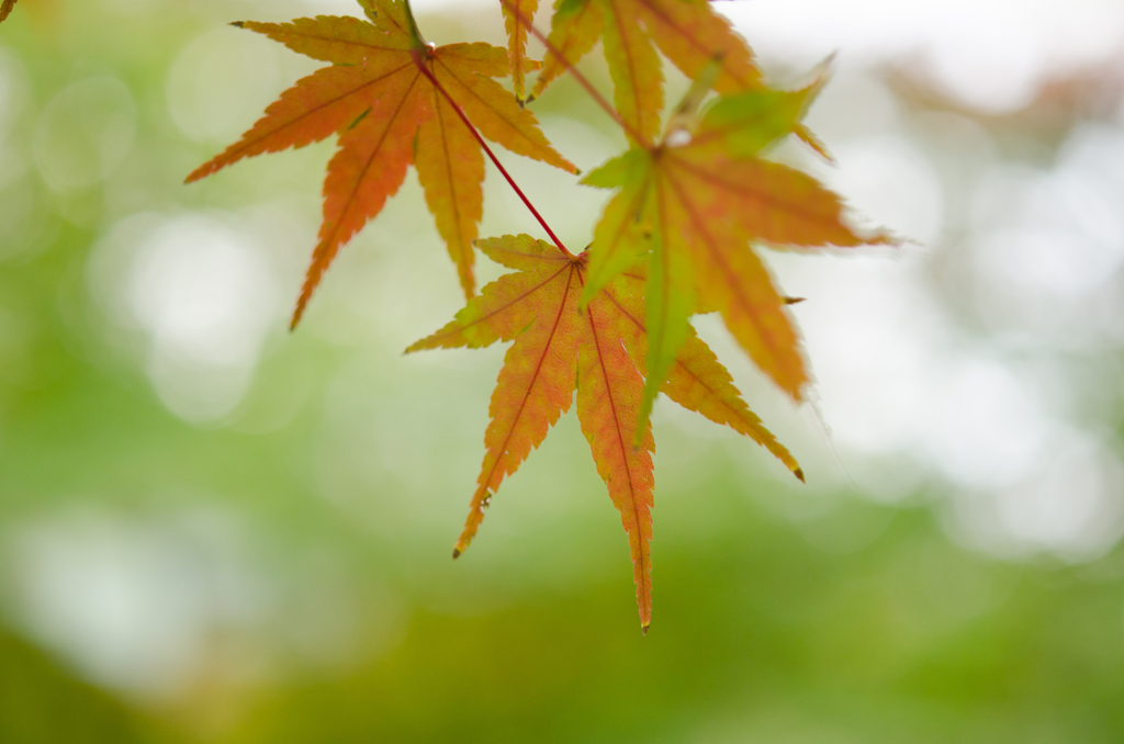 秋が来た