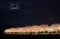 夜桜