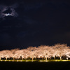 夜桜