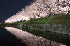 朝倉の桜（三）