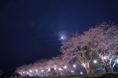 朝倉の桜（一）
