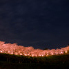 艶桜
