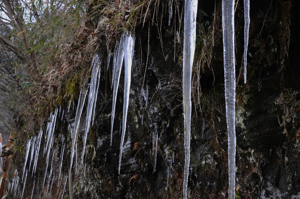 氷の根