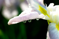 花菖蒲