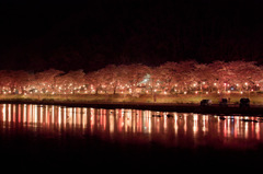 桜橋公園の夜